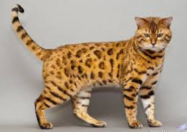 Bengal Cat For Sale